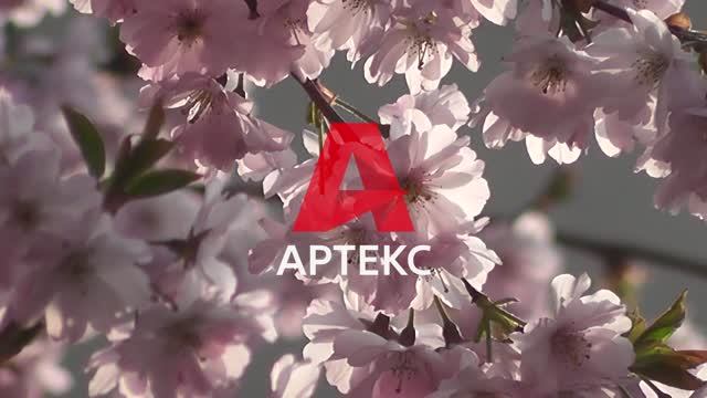 Коллекция обоев "Бель" смотреть онлайн
