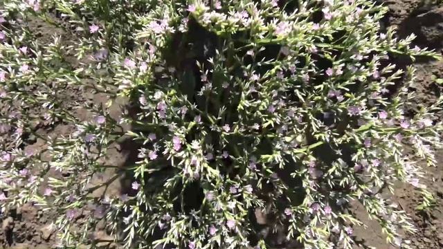 Зацвел многолетний цветок кермек Татарский 26 июня