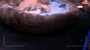 26.06.2026 Рыжая кошка с котятами #2/ Маленькие котята кошки/ Видео про животных смотреть