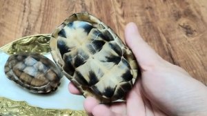 Панцири черепах