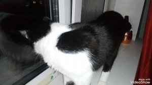 Мариуполь 🌌 вечер 🐈🐈🐈🐈🖥️