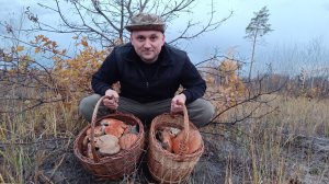 Сбор урожая грибов в СЕКРЕТНОМ месте.