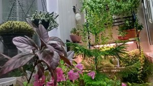 проблемные растения в зимнем саду в квартире || эксперимент: отводки на спатодее и кофе