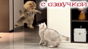 ПРИКОЛЫ С КОТАМИ С ОЗВУЧКОЙ Смешные коты 2026 Смешные видео с животными