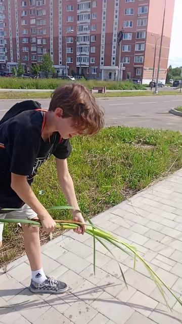 разбиваем камыш