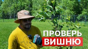Когда НЕ НУЖНО обрезать ВИШНЮ летом?! Показываю на свои деревьях