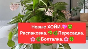 Новые ХОЙИ.🌷 Распаковка.🎁 Обзор.🌿 Пересадка. 🌼Болталка.😉🌸