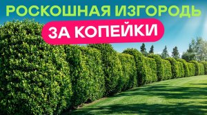 От соседей спасает живая изгородь! Выбираем правильные растения