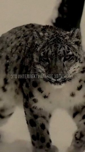 ссылка в шапке канала