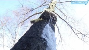 Больше вреда чем пользы. Жители недовольны спилом деревьев
