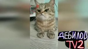 ДЕБИЛОВ ТВ 2 (8)