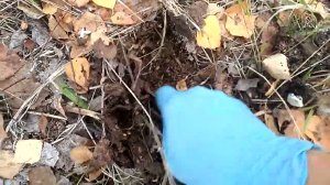 Грузди собираю. В лес за грибами. Попытка  номер  2😉