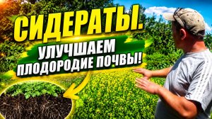СИДЕРАТЫ-измельчаем и запахиваем! УЛУЧШАЕМ ПЛОДОРОДИЕ!