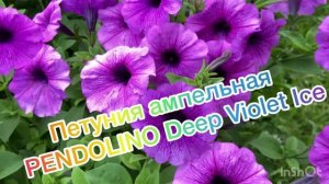 Петуния ампельная PENDOLINO Deep Violet Ice