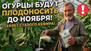 Забытая мудрость: 1 стакан старого кефира и огурцы будут плодоносить до ноября! Огород без химии