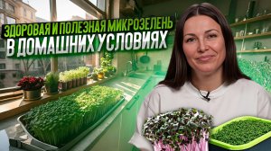 Микрозелень дома круглый год  Как выращивать зелень на подоконнике