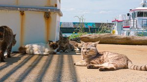 Крошечный японский остров, на котором кошки следуют за вами всюду. Это Какарасима