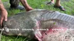 В Динском районе рыбак поставил новый рекорд, поймав сома весом 67,5 кг