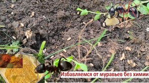 Избавляемся от муравьев без химии. Муравьи сбежали, вторая жизнь специй. Мой опыт борьбы с муравьями