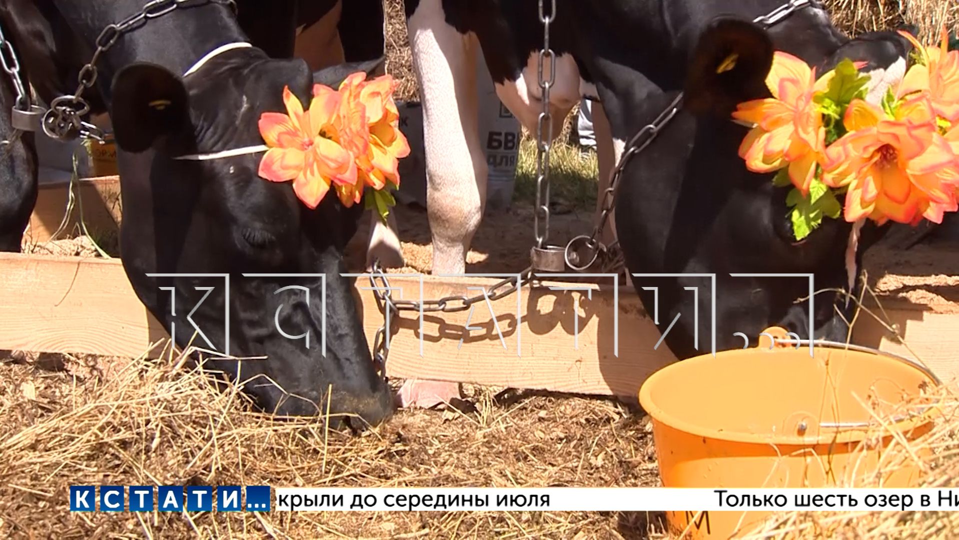 Сельскохозяйственная выставка «День поля» прошла в Нижегородской области смотреть онлайн