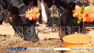 Сельскохозяйственная выставка «День поля» прошла в Нижегородской области