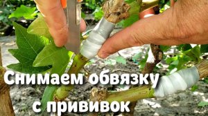 Когда снимать обвязку с прививок? Уход за прививками