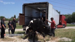 В Дагестан  доставят около 140 голов высокопродуктивного скота