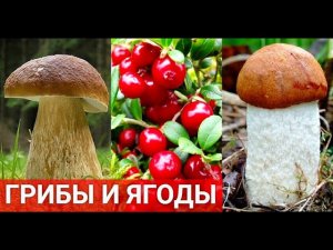ГРИБЫ И ЯГОДЫ ОСЕНЬЮ - НОВЫЕ ГРИБНЫЕ МЕСТА! ВОЛШЕБНЫЙ ЛЕС УДИВЛЯЕТ - ГРИБЫ 2020