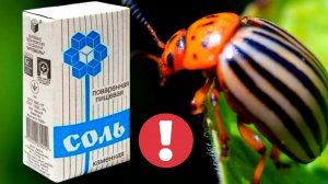 Как избавиться за 3 минуты от колорадского жука на картошке!