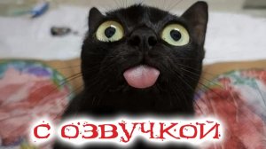 Приколы с котами С ОЗВУЧКОЙ Шальные Коты И Котята Смешные Видео с Животными
