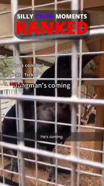 ПТИЦЫ ПРОСТО ТУСЯТ 😂 Смешные моменты с пернатыми 🐦 Угар 2026