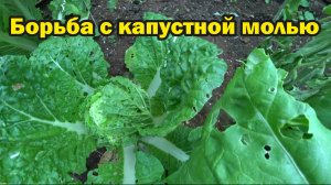 Одолела капустная моль. Ведем борьбу биопрепаратами