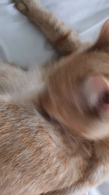 26-06-2026 Рыжая кошечка🤗🥰💞