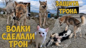 Волки сделали лежанку и охраняют ее. Котенок приживается и привыкает к террористу Симбе.