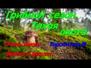 Алешковская пустыня. Собираем грибы. Белый гриб. Маслята. Хвойный лес. Тихая охота. Отдых. Выходной.