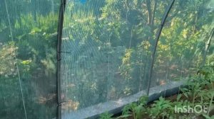 Весь день занимаюсь садом и огородом.Много малины. Кальциевая селитра в помощь.