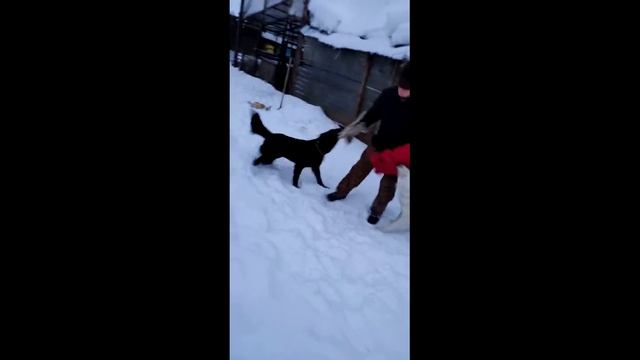 Одновременная подготовка двух собак к задержанию условного нарушителя. Центр РИЦА смотреть онлайн