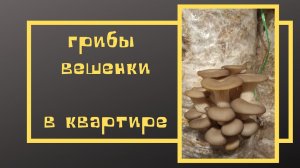 как мы выращивали вешенки дома