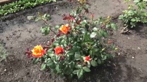 Розы в конце июня