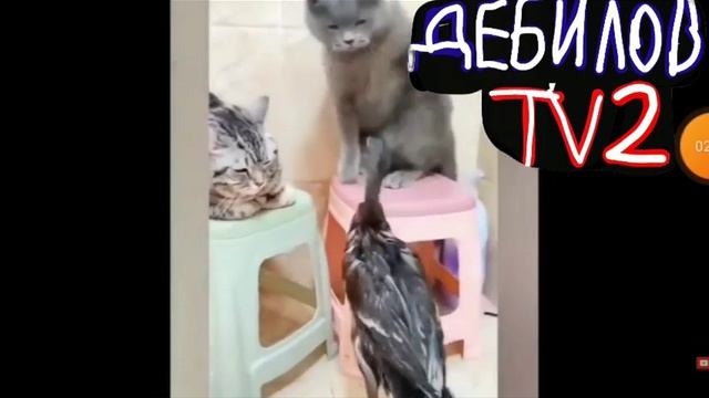 ДЕБИЛОВ ТВ 2 (24)
