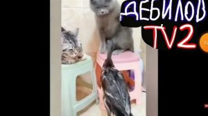 ДЕБИЛОВ ТВ 2 (24)