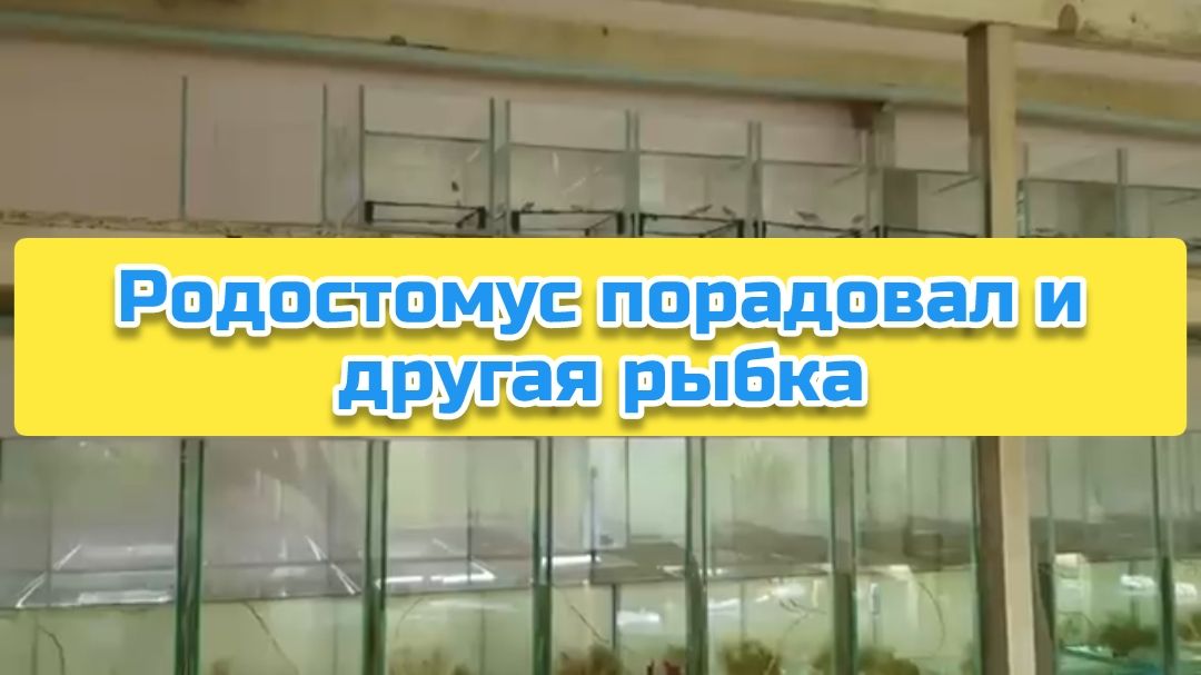 Родостомус порадовал и другая рыбка