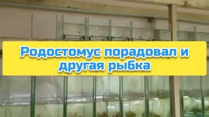 Родостомус порадовал и другая рыбка