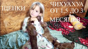 Щенки чихуахуа от 1,5 месяцев до 3 месяцев+79215950848 #купить_щенка_чихуахуа_продаю