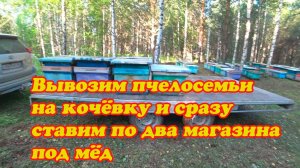ВЫВОЗИМ ПЧЕЛОСЕМЬИ НА ТОЧЁК И СРАЗУ ДАЁМ ПО ДВА МАГАЗИНА, ВЗЯТОК НАЧИНАЕТСЯ.