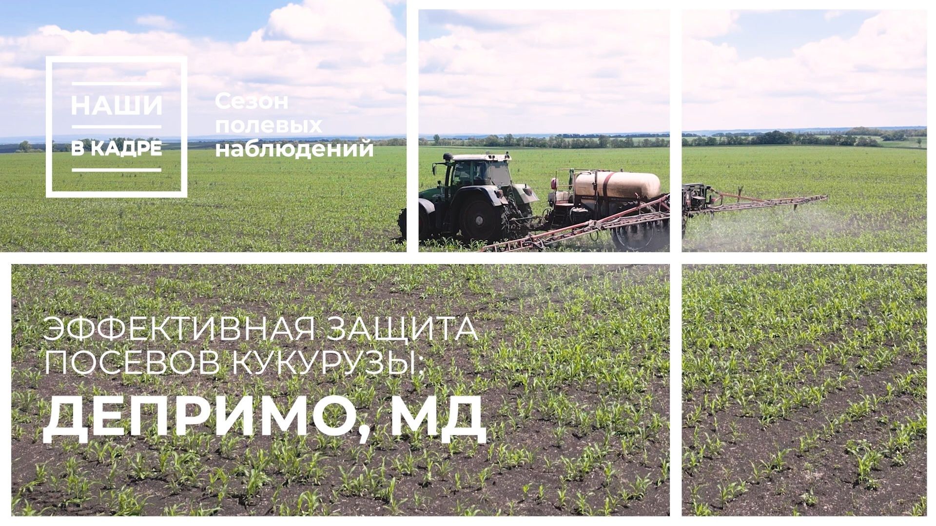 Депримо, МД и Микадо, КЭ на кукурузе - проект «Наши в кадре»
