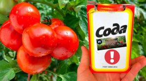 Срочно дайте томатам соду и будете собирать урожай ведрами до осени!