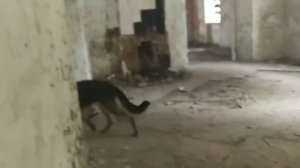 Побег от Охраны на заброшке