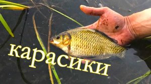 Крупный карась на длинные удочки