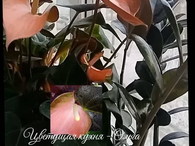 Весело🧐 О  подписке о канале😇